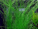 Dwarf Hairgrass
